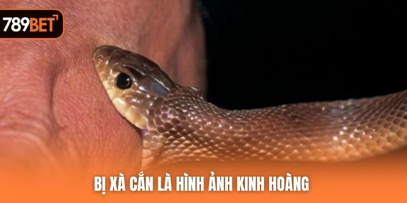 Bị xà cắn là hình ảnh kinh hoàng