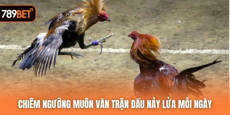 Chiêm ngưỡng muôn vàn trận đấu nảy lửa mỗi ngày