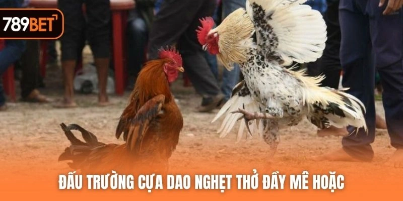 Đấu trường cựa dao nghẹt thở đầy mê hoặc