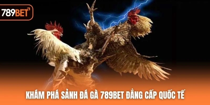 Khám phá sảnh đá gà 789BET đẳng cấp quốc tế