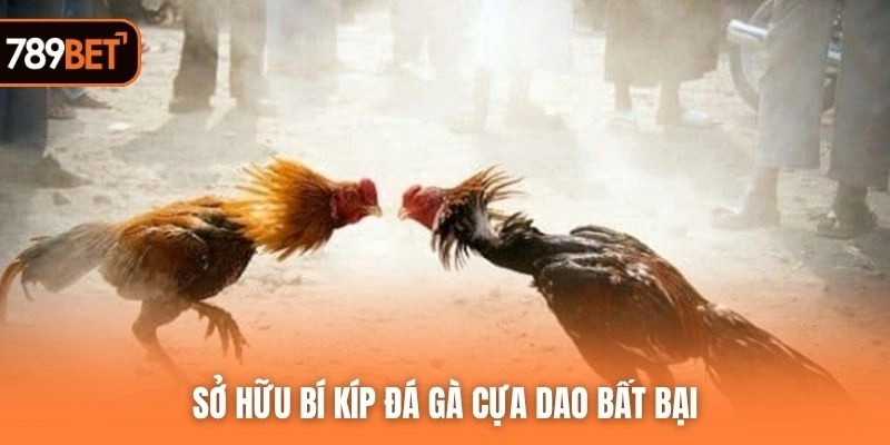 Sở hữu bí kíp đá gà cựa dao bất bại