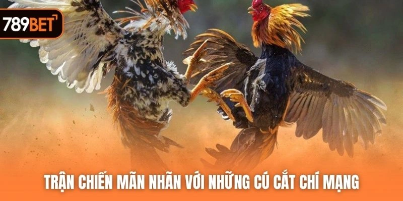 Trận chiến mãn nhãn với những cú cắt chí mạng