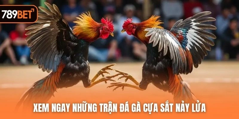 Xem ngay những trận đá gà cựa sắt nảy lửa